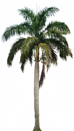 Image result for palm trees png | ibiza backgrounds to try ...