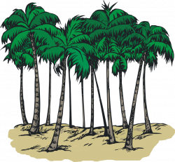 South Carolina Sabal Palm Arecaceae Coloring book Clip art - Picture ...