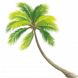Tree Color Shrub - Palm tree png download - 1417*1417 - Free ...