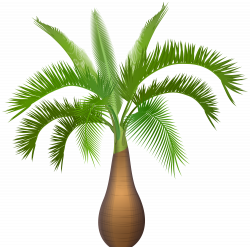 Palm Tree Plant PNG Clip Art Image | Gallery Yopriceville - High ...