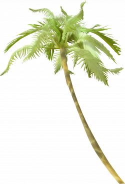 Light Arecaceae Tree Clip art - palm tree 2437*3586 transprent Png ...