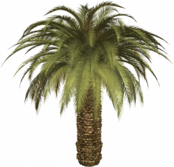 Big Palm Tree PNG - PHOTOS PNG