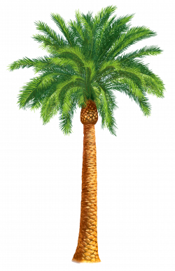 Arecaceae Tree Date palm Washingtonia filifera Clip art - palm tree ...