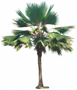 Tropical Plant Pictures: Palm | Infografia | Pinterest | Plant ...