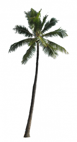 Image result for palm tree png | DESENHO PAISAGISMO | Pinterest ...