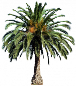 20 Imágenes de árbol PNG - phoenixcanariensisL01 | Tree | arboles ...