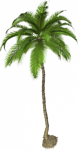 Palm Tree Clipart terrestrial plant - Free Clipart on ...