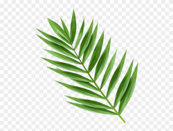 Hosanna Palm Branch Images - Palm Tree Branch Png Clipart ...
