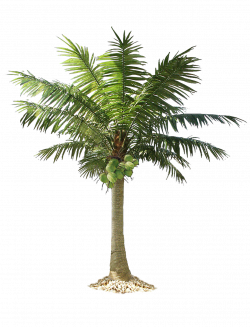 Palm tree PNG | naseer | Pinterest