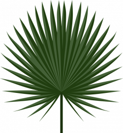 Image result for cabbage palm leaves | egypt game | Pinterest