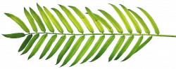 palm_leaf_full_04.png (1566×624) | X | Pinterest | Searching