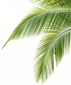 Palm Tree Png transparent images free donwload.