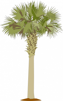 Palmetto-tree.png 719×1,150 pixels | Low Country Boil Dinner Party ...