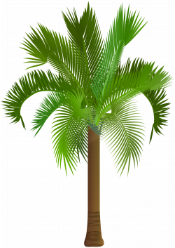 Palm Tree Clip Art PNG Image | Gallery Yopriceville - High-Quality ...