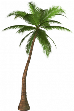 Palm Tree Png Image 2485