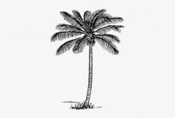 Coconut Tree Clipart - Realistic Palm Tree Clip Art PNG ...