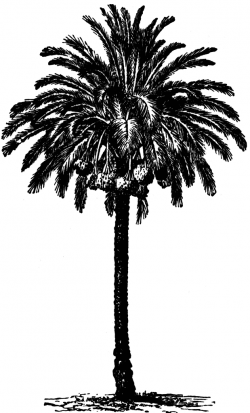 Date tree palm clipart - Clip Art Library