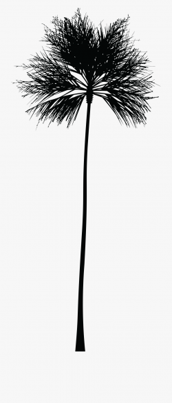 Palm Tree Clipart Black And White - Skinny Palm Tree Png ...