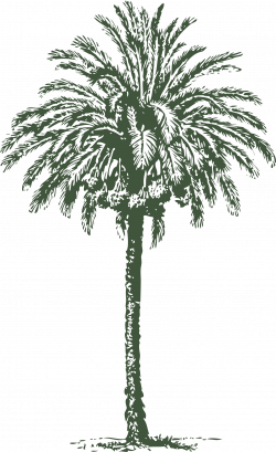 Clipart - date palm