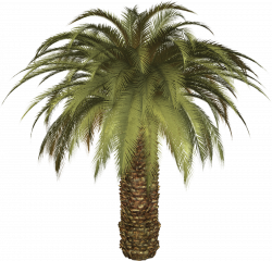 Palm tree PNG | Best of Polyvore | Pinterest | Adobe illustrator ...