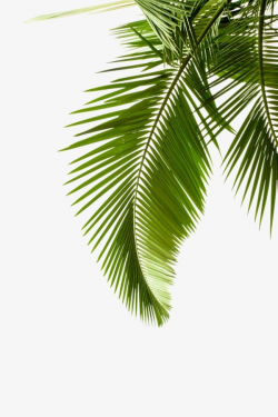 Palm Leaves, Leaf, Coco, Palm Clipart PNG Transparent Image ...