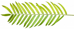 Palm branch Palm-leaf manuscript Arecaceae Clip art - watercolor ...