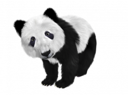 Panda PNG images