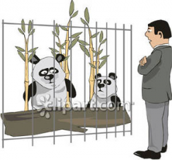 Two Pandas In A Zoo - Royalty Free Clipart Picture