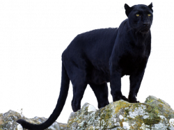 Black Panther PNG Transparent Images Free Download Clip Art - carwad.net