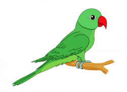 Parrot Clipart - cilpart