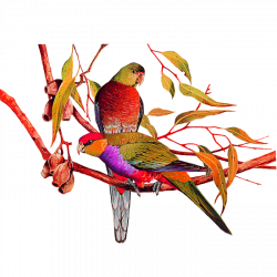 Bird Amazon parrot Painting - parrot 700*700 transprent Png Free ...