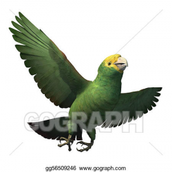 Drawing - Double yellow-headed amazon parrot. Clipart ...