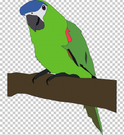 Amazon Parrot Bird PNG, Clipart, Amazon Parrot, Beak, Bird ...