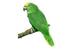 Pin by . Clipart . on Birds | Amazon parrot, Parrot, Birds