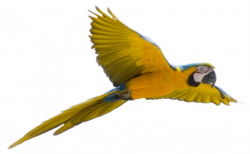 Parrot Flying | Clipart Panda - Free Clipart Images