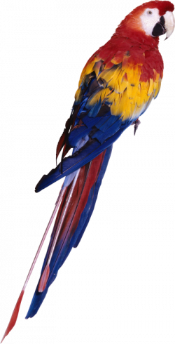 Download PARROT Free PNG transparent image and clipart
