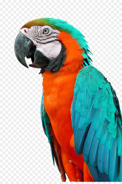 Beautiful Parrot PNG Budgerigar Parrot Clipart download ...