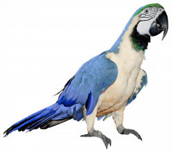 Blue Parrot transparent PNG - StickPNG