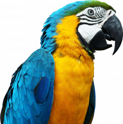 Macaw Bird transparent PNG - StickPNG
