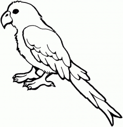 Parrot Clipart Black And White – Pencil And In Color Parrot ...
