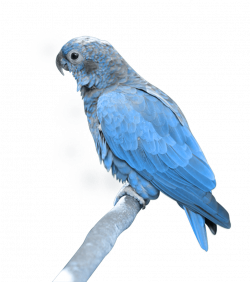blue parrot sitting PNG Image - PurePNG | Free transparent CC0 PNG ...