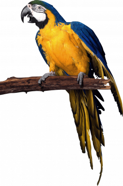 yellow blue pirate Parrot PNG Image - PurePNG | Free transparent CC0 ...