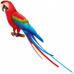 parrot png - Free PNG Images | TOPpng
