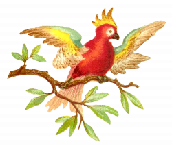 Antique Images: Colorful Parrot Digital Clip Art Download of Red and ...