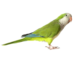 Green Parrot PNG Image - PurePNG | Free transparent CC0 PNG Image ...