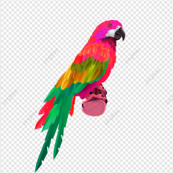Colorful Parrot, Bird Cage, Love Birds, Flying Bird PNG ...