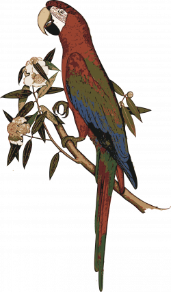 Clipart - Parrot Colour