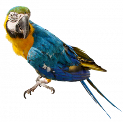 Parrot Transparent PNG Pictures - Free Icons and PNG Backgrounds