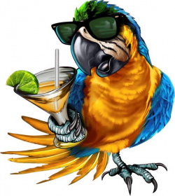 Drinking parrot decal, full color parrot with sunglasses ...