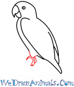 Parrot Clipart Easy